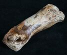 Struthiomimus Toe Bone - Montana #8454-2